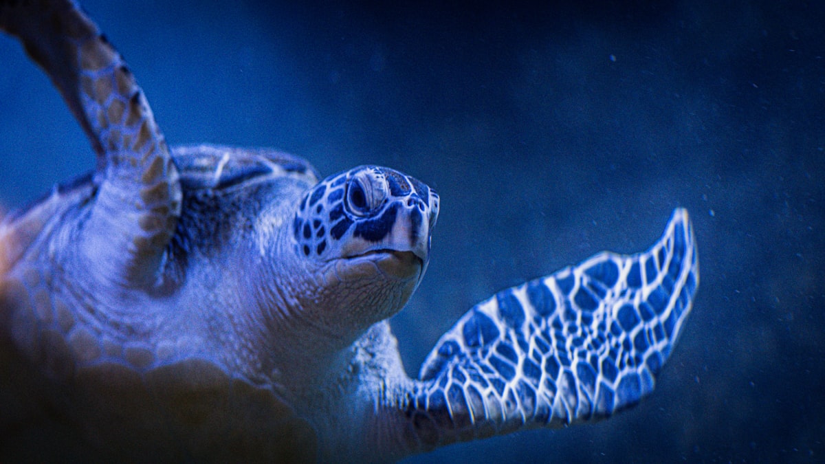a close up of a turtle swimming in the water