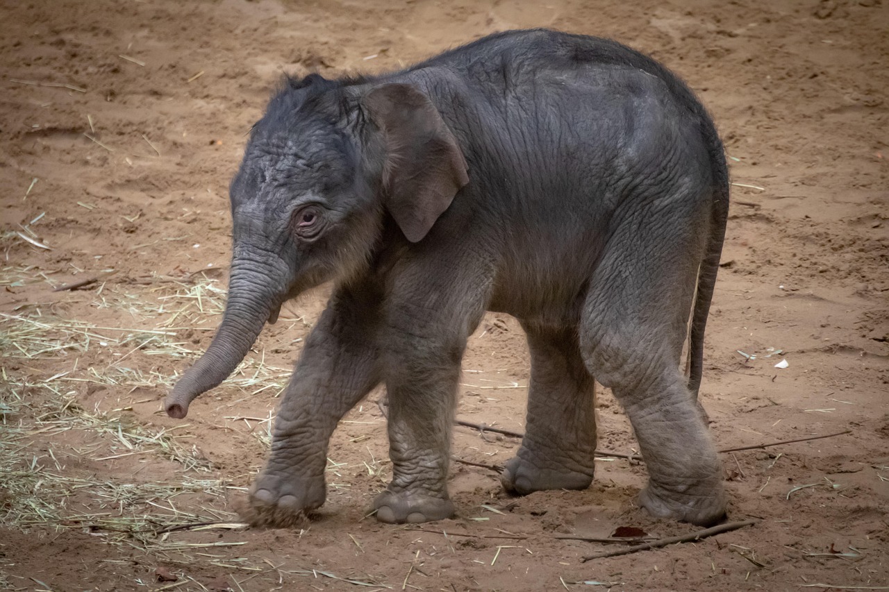elephant, cub, infant, pachyderm, baby elephant, animal, trunk, elephant's child, proboscidea, nature, zoo, elephant, elephant, baby elephant, baby elephant, baby elephant, baby elephant, baby elephant