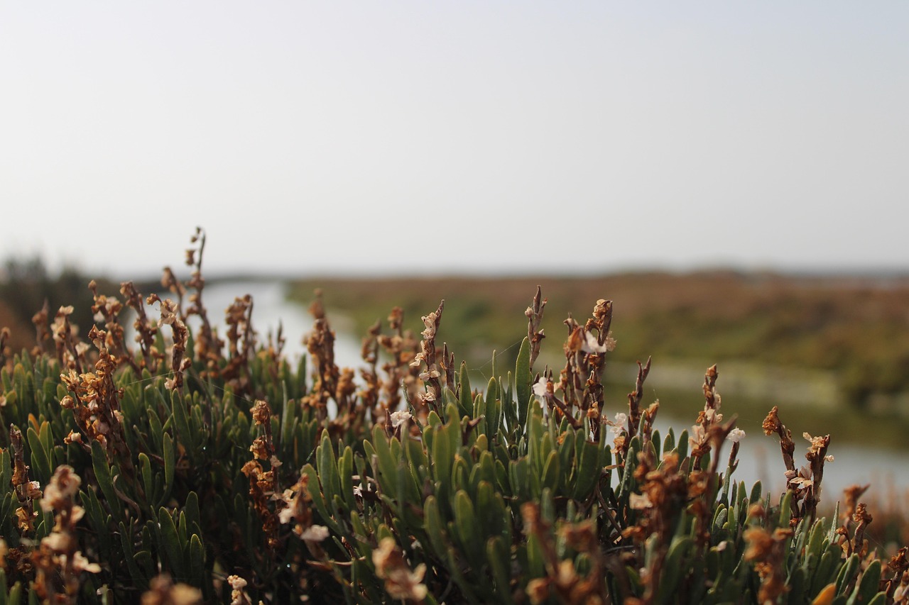 plant, water, river, nature, salinas