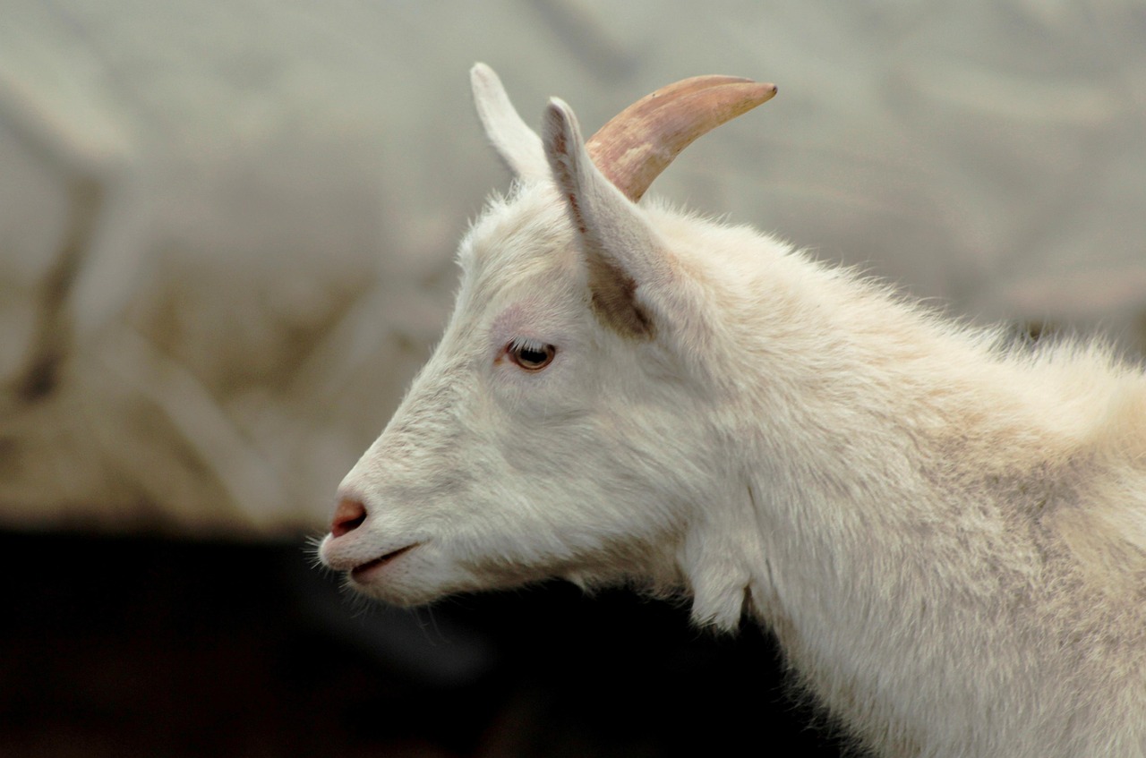 goat, sik, horns, gehoornd, white, ungulates, cattle, farm, zoo, goat, goat, goat, goat, goat
