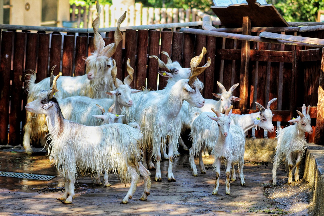 goats, nature, farm, zoo, animals, farm animals, petting zoo, wildlife