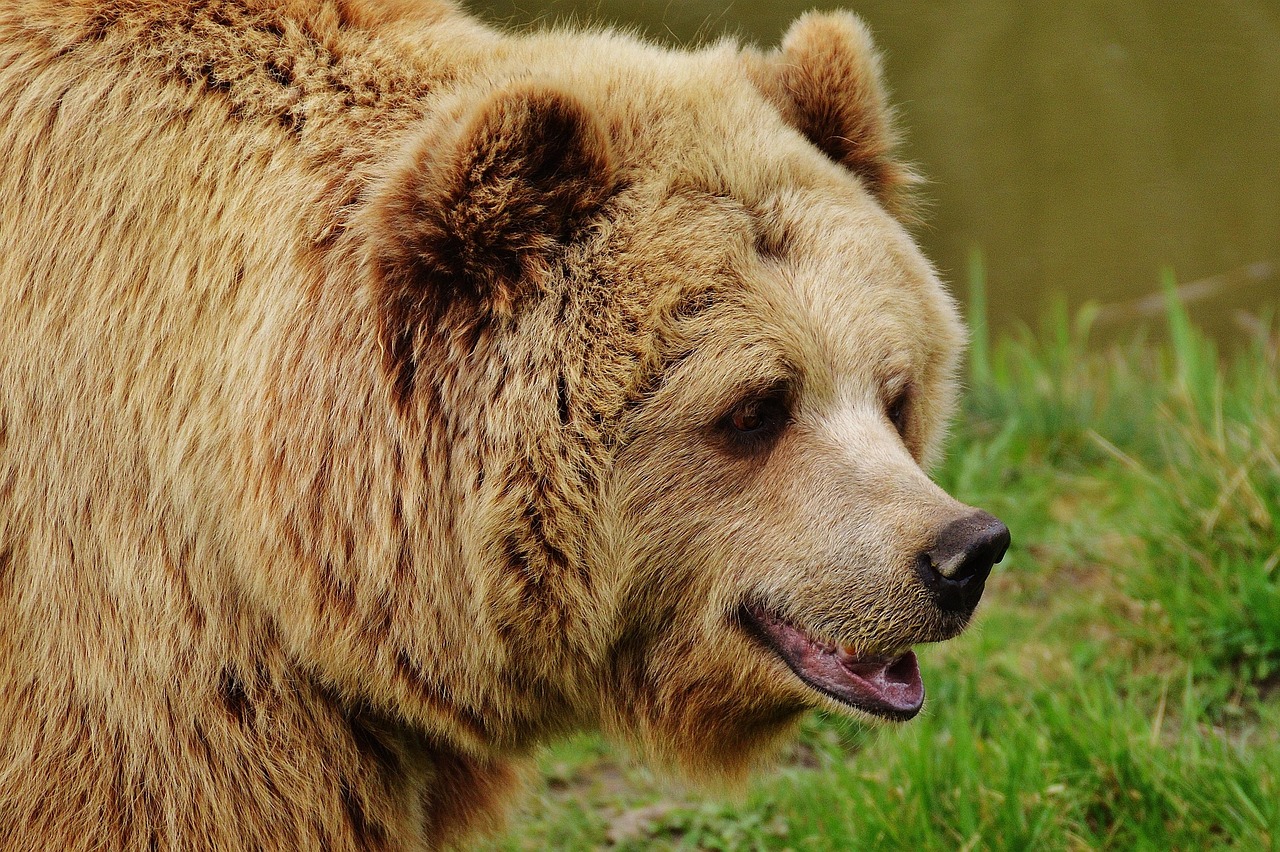 bear, wildpark poing, brown bear, wild animal, animal, furry, wildlife, dangerous, zoo, forest, nature, fur, wildlife park, nature park, animal world, bear, bear, bear, bear, bear