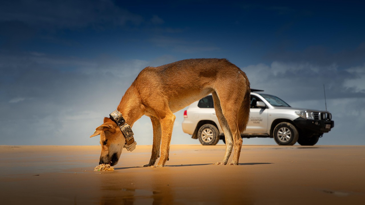 dingo, dog, beach, eating, food, pet, animal, domestic dog, canine, mammal, sand, east coast, nature, fraser island, australia, dingo, dingo, dingo, dingo, dingo, fraser island