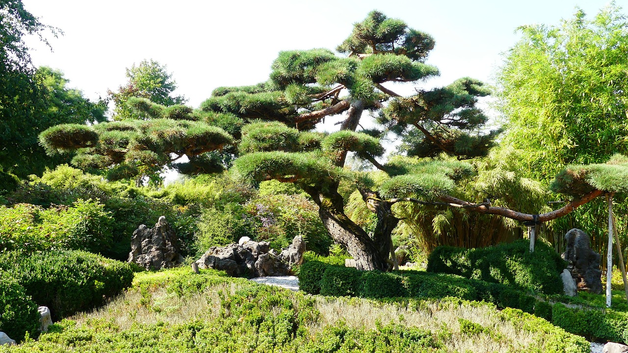 bonsai, giant bonsai, garden, nature, japanese, japanese garden, botany