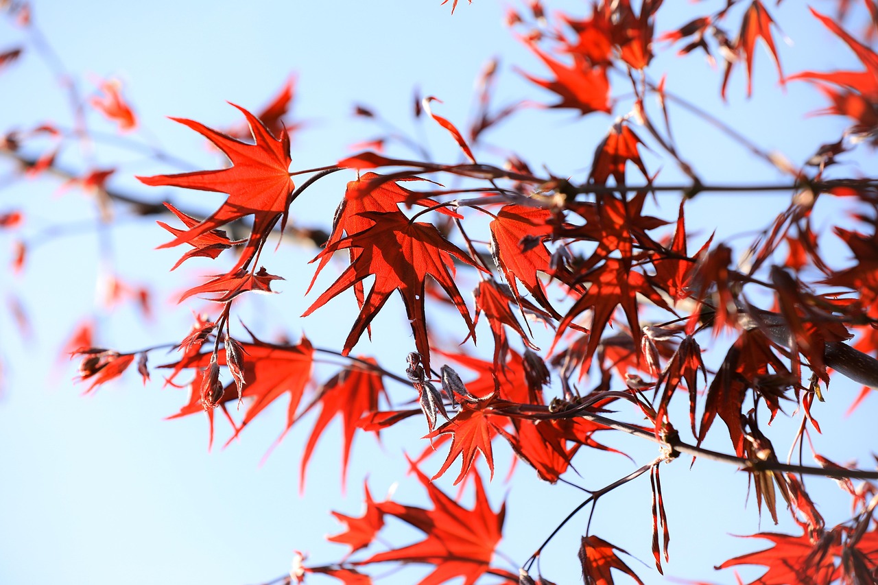 maple, japanese maple, foliage, japanese garden, nature, environment, wood, sunlight, color, garden, burgundy, red, zen, beauty